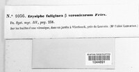 Podosphaera fuliginea image
